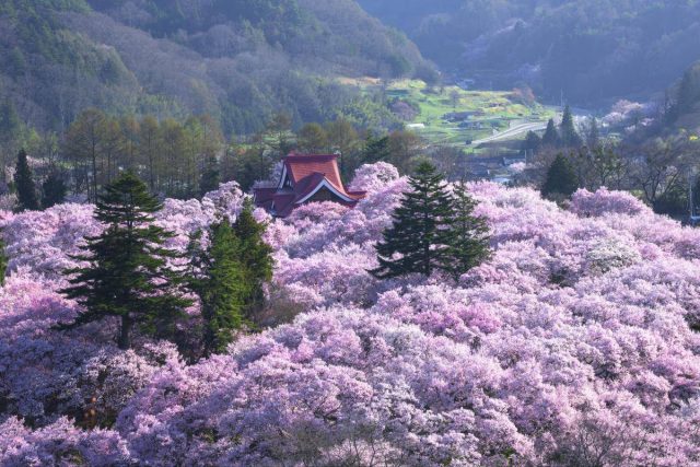 kwitnienie wisni japonia 2020
