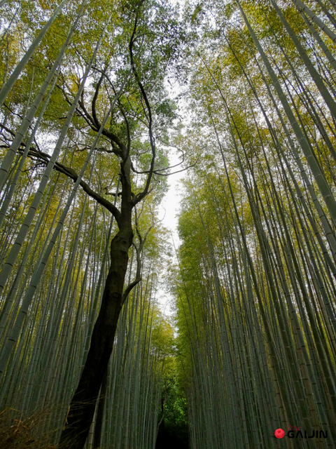 las bambusowy kioto