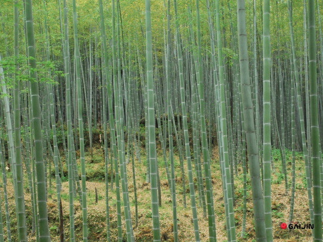 las bambusowy co zobaczyć w kioto